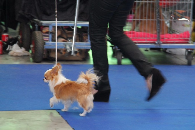 Des Petits Sacripants - EXPOSITION PARIS DOG SHOW