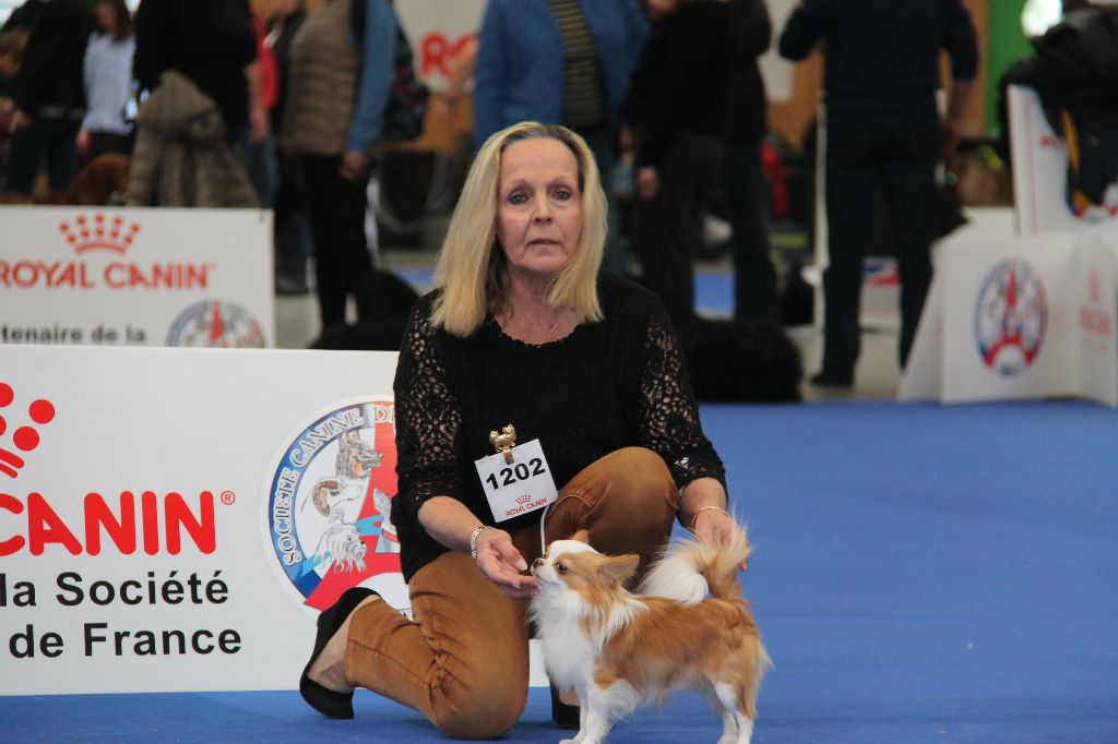 Des Petits Sacripants - EXPOSITION PARIS DOG SHOW