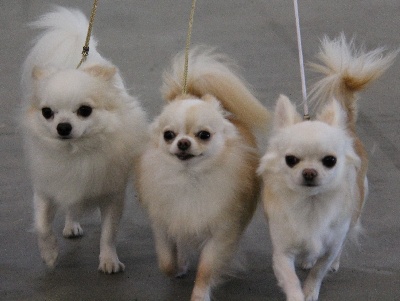 Des Petits Sacripants - CONCOURS VOS CHIENS MAGAZINE