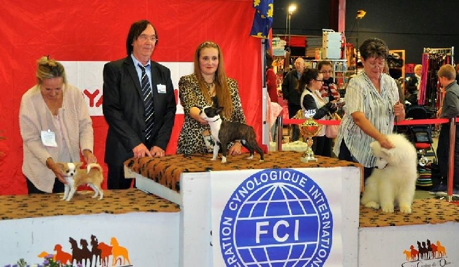 Des Petits Sacripants - EXPO COMPIEGNE