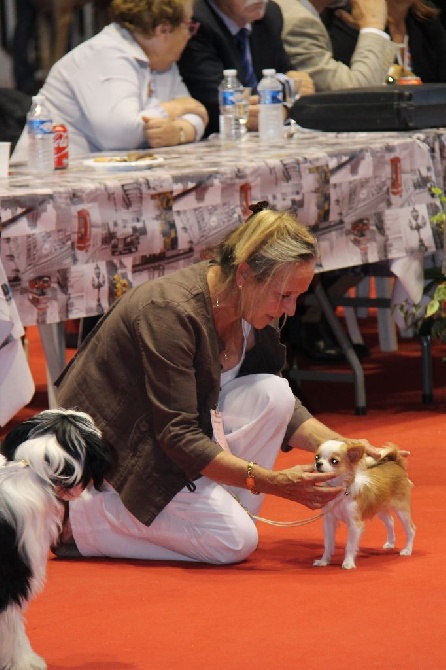 Des Petits Sacripants - EXPO PONTOISE 